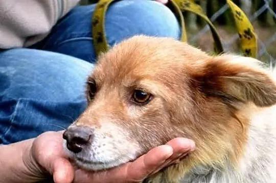 Mały blokowy piesek Bursztynek ADOPCJA ŁTOnZ