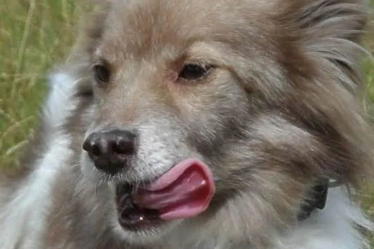 Mały blokowy piesek Bursztynek ADOPCJA ŁTOnZ