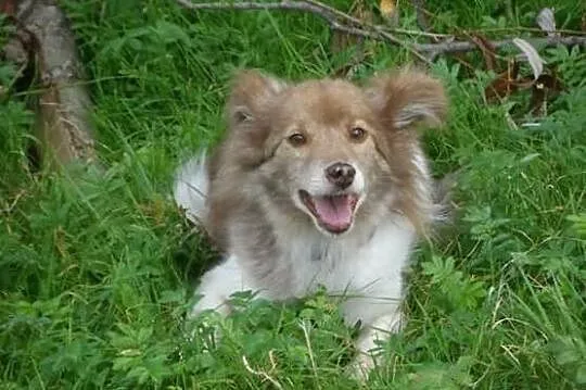 Mały blokowy piesek Bursztynek ADOPCJA ŁTOnZ