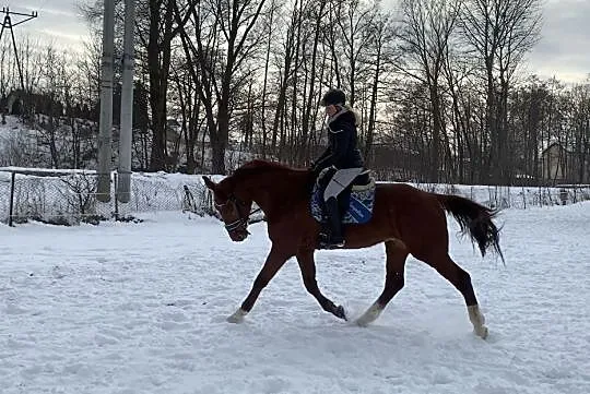Wałach kasztan 175cm rekreacja ujezdzenie, Pomorskie, Gdynia