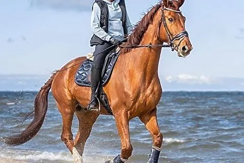 Wałach kasztan 175cm rekreacja ujezdzenie, Pomorskie, Gdynia