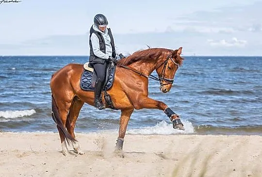 Wałach kasztan 175cm rekreacja ujezdzenie, Gdynia