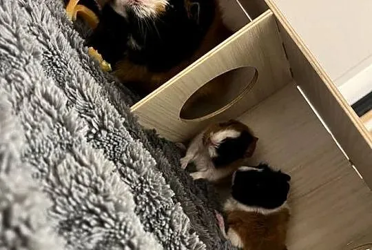 ADOPCJA ŚWINEK MORSKICH ABISYŃSKICH - wymagany odpowiedzialny dom!, Pomorskie, Rytel