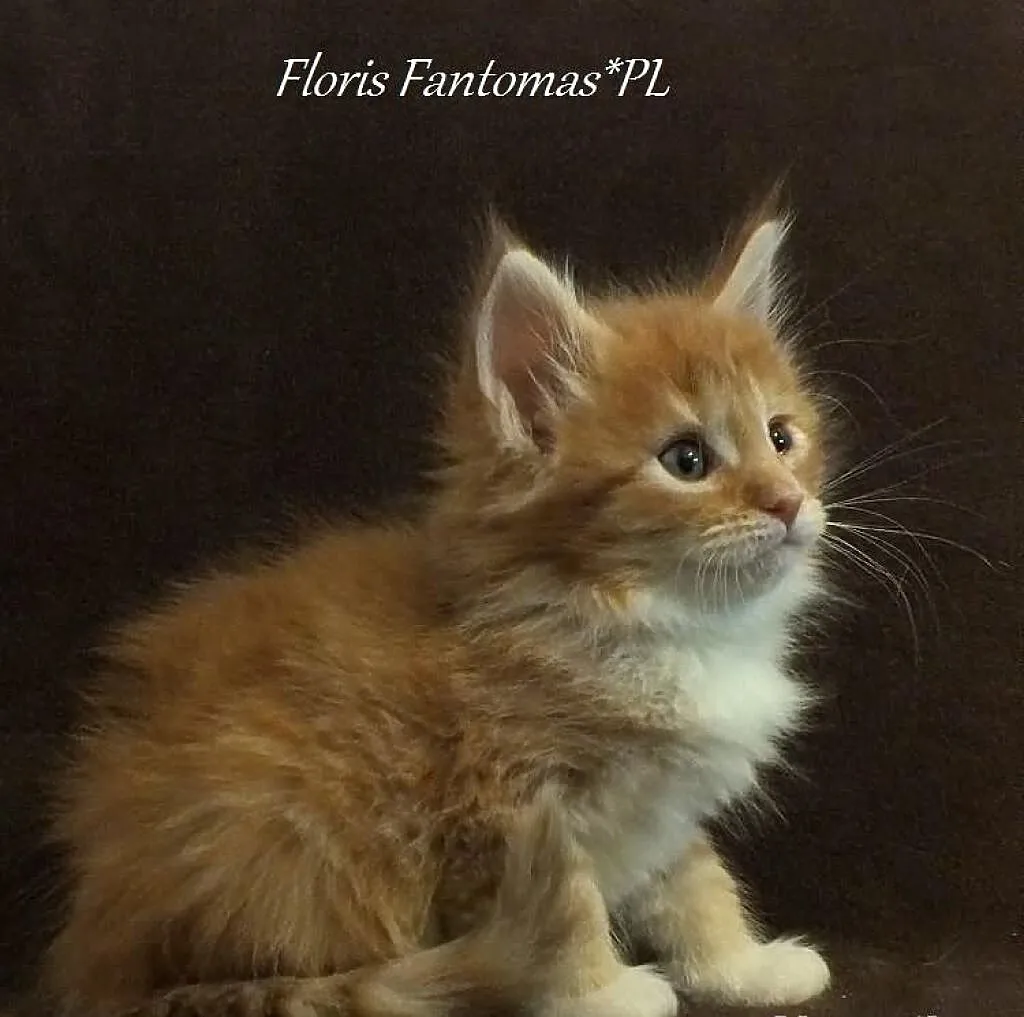 Piękne kocięta MAINE COON - prawdziwy rodowód