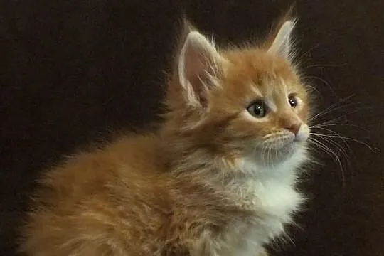 Piękne kocięta MAINE COON - prawdziwy rodowód
