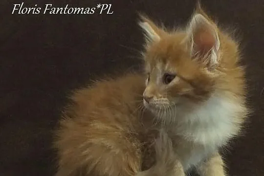 Piękne kocięta MAINE COON - prawdziwy rodowód