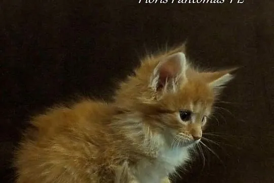 Piękne kocięta MAINE COON - prawdziwy rodowód