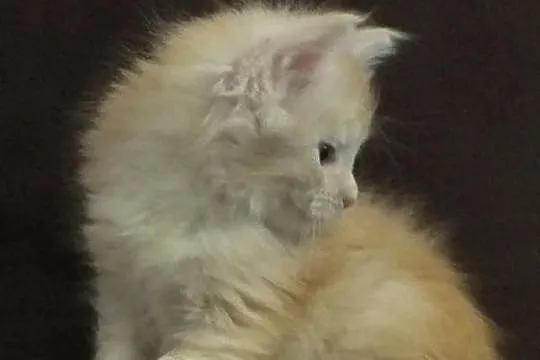 Piękne kocięta MAINE COON - prawdziwy rodowód
