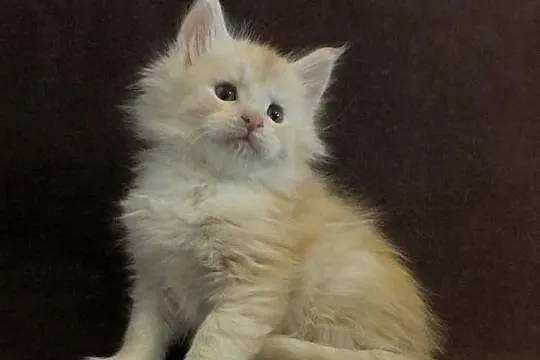 Piękne kocięta MAINE COON - prawdziwy rodowód