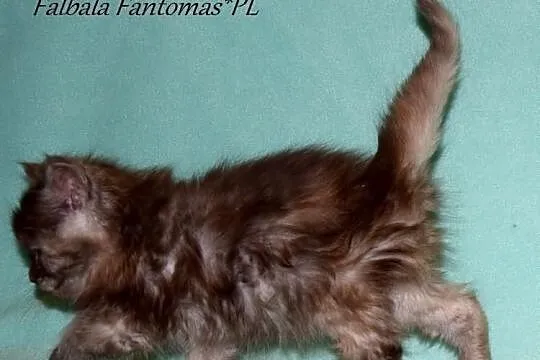 Piękne kocięta MAINE COON - prawdziwy rodowód