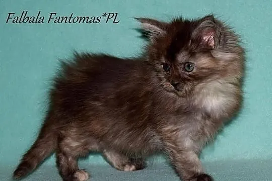 Piękne kocięta MAINE COON - prawdziwy rodowód