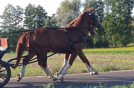 Sprzedam piękną parę kasztanów, , 