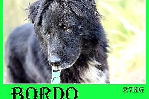 27kg,przyjazny,towarzyski pies długowłosy BORDO.Adopcja,  dolnośląskie Wrocław