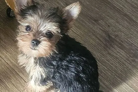 York,  Yorkshire terrier