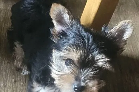 York,  Yorkshire terrier, Śląskie, Częstochowa