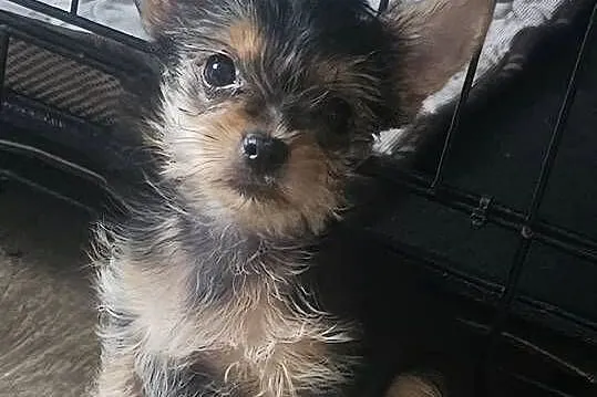 York,  Yorkshire terrier, Śląskie, Częstochowa