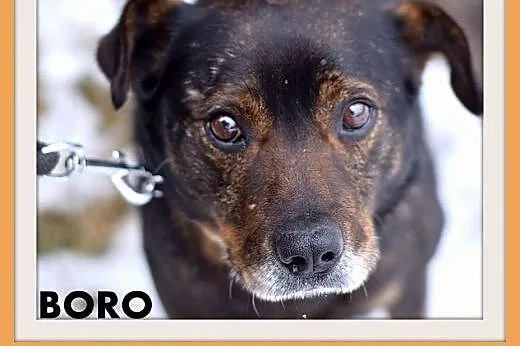 BORO,15kg,łagodny,wesoły,towarzyski pies średni.AD