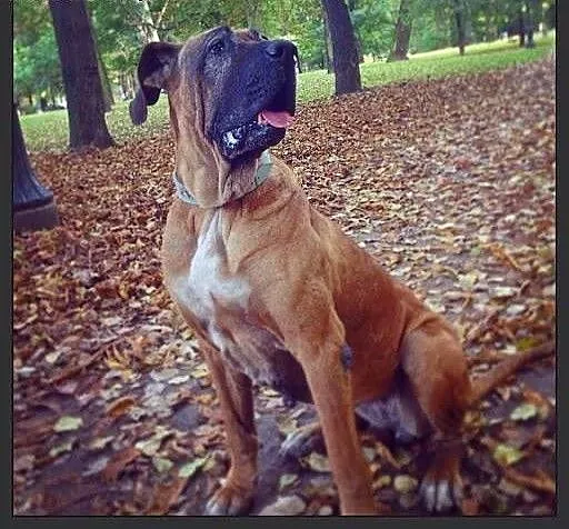 Trufla suczka w typie doga niemieckiego do adopcji