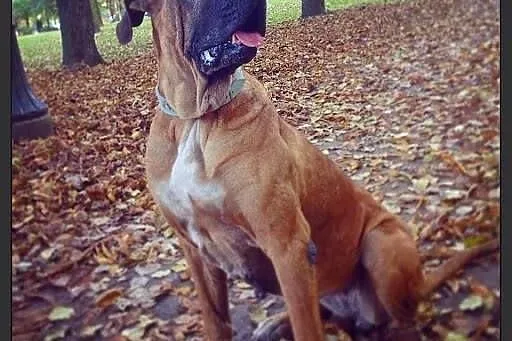 Trufla suczka w typie doga niemieckiego do adopcji