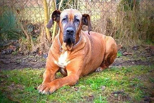 Trufla suczka w typie doga niemieckiego do adopcji