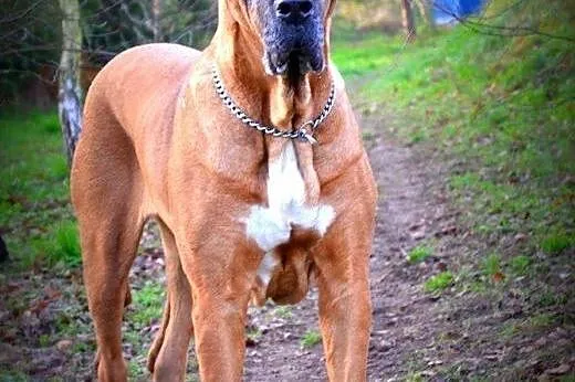 Trufla suczka w typie doga niemieckiego do adopcji