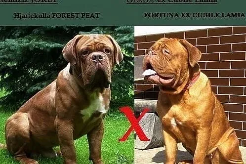 Dogue de Bordeaux Dog Mastif, Iwonicz-Zdrój