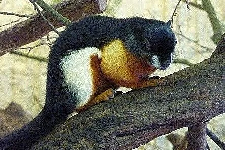 Wiewiórka trójbarwna, Wieliczka