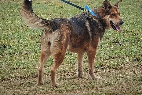Olena przyjazna sunia marzy o kochającym i odpowie