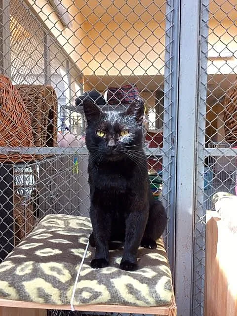Laszlo