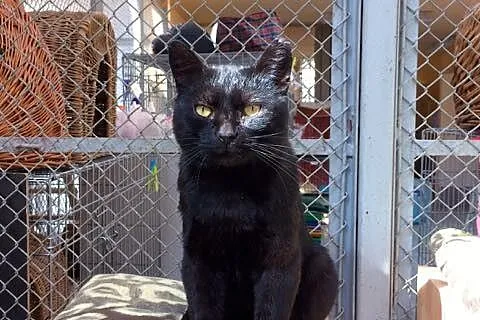 Laszlo