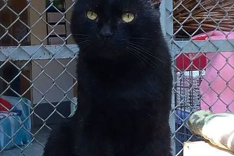Laszlo