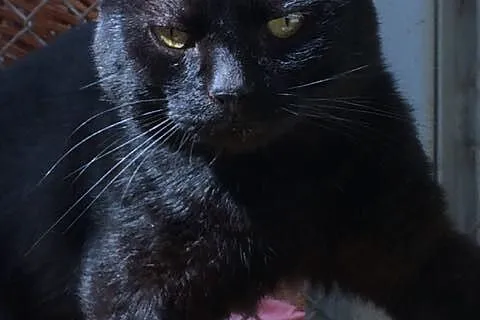 Laszlo