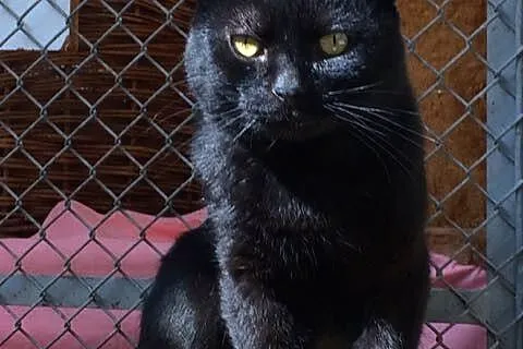 Laszlo