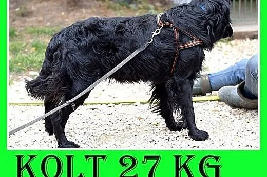 Aportuje,dla doświadczonych,zdystansowany wobec ob