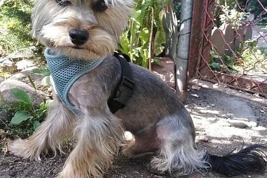 York Shire Terrier Reproduktor, Zachodniopomorskie, Stargard