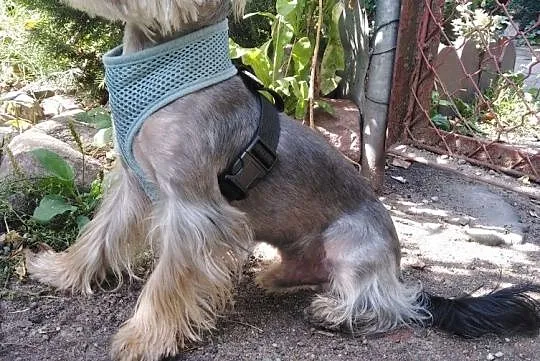 York Shire Terrier Reproduktor, Zachodniopomorskie, Stargard