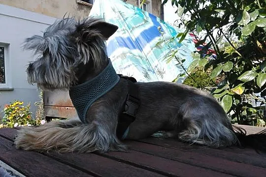 York Shire Terrier Reproduktor, Zachodniopomorskie, Stargard