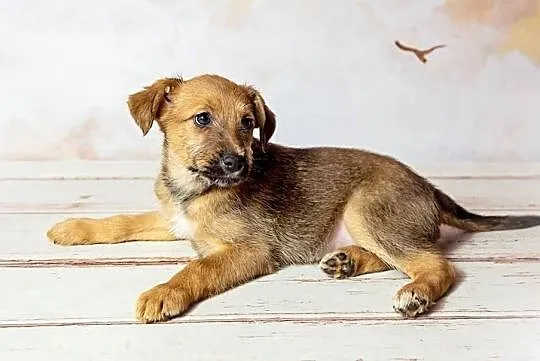 Cudowny Aniołeczek kochający ludzi poleca się do adopcji, Pomorskie, Gdynia
