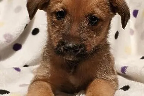 Cudowny Aniołeczek kochający ludzi poleca się do adopcji, Pomorskie, Gdynia