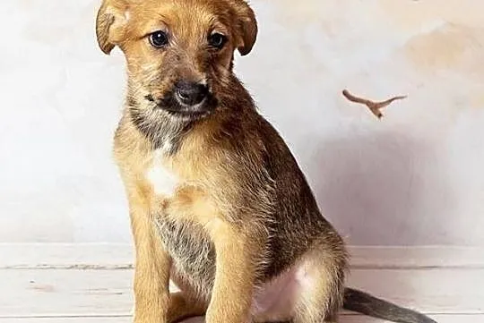 Cudowny Aniołeczek kochający ludzi poleca się do adopcji, Pomorskie, Gdynia