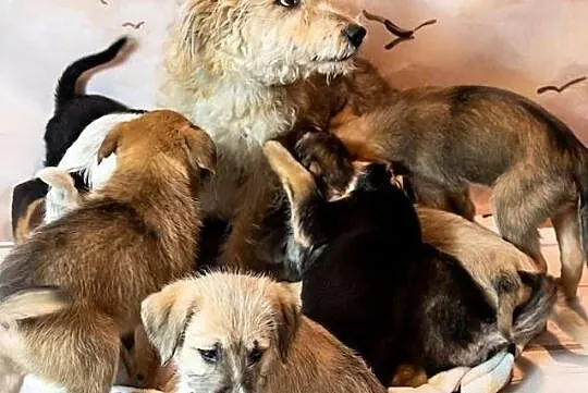 Cudowny Aniołeczek kochający ludzi poleca się do adopcji, Pomorskie, Gdynia