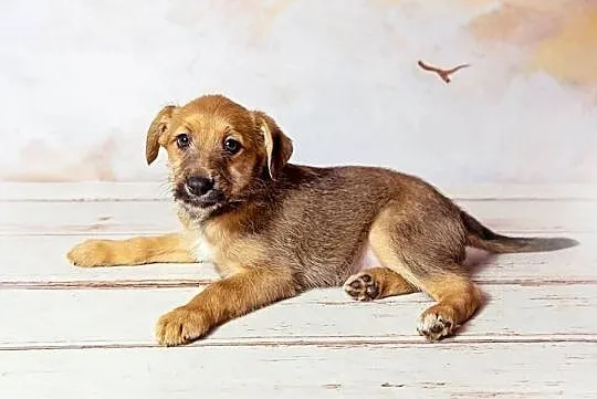 Cudowny Aniołeczek kochający ludzi poleca się do adopcji, Pomorskie, Gdynia