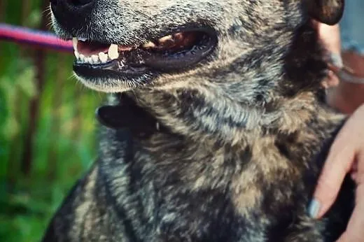 Wesoły, młody pies do adopcji !,  wielkopolskie Poznań