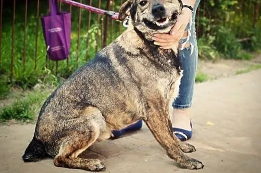Wesoły, młody pies do adopcji !,  wielkopolskie Po