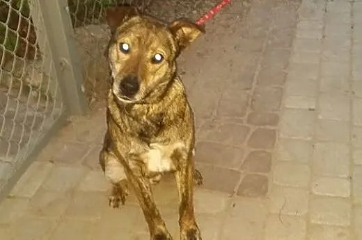 Wesoły, młody pies do adopcji !,  wielkopolskie Po