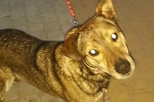 Wesoły, młody pies do adopcji !,  wielkopolskie Po