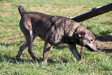 Wesoły, młody pies do adopcji !,  wielkopolskie Po