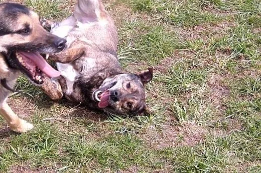 Wesoły, młody pies do adopcji !,  wielkopolskie Po