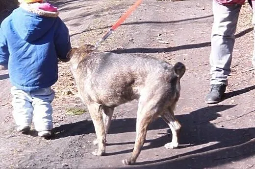 Wesoły, młody pies do adopcji !,  wielkopolskie Po