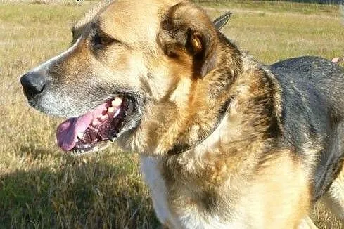 Wiara wciąż czeka. Jej przyjaciel Simba znalazł ju